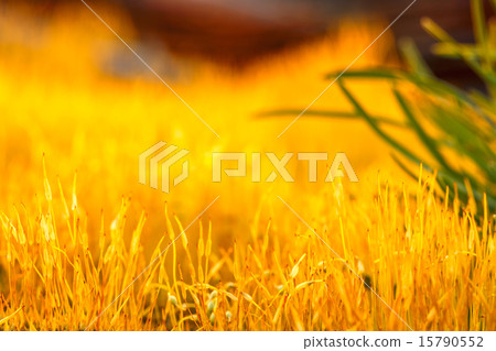 detail yellow moss and green grass 15790552