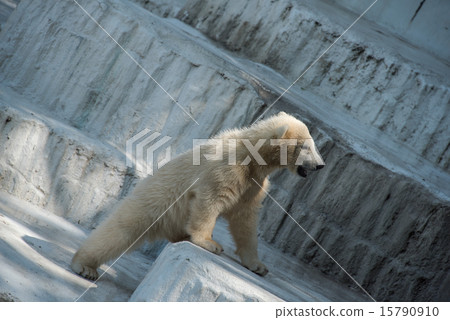 Tennoji Zoo Baby Polar Bear Tennoji Zoo Baby Polar Bear 15790910