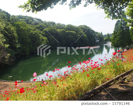 湖和鮮花 15791146