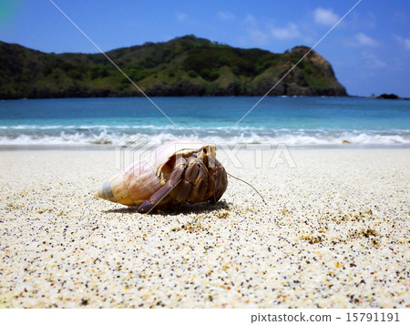 Okajyadokari of Kopepe coast (Chichijima) 15791191