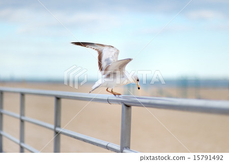 Seagull 15791492