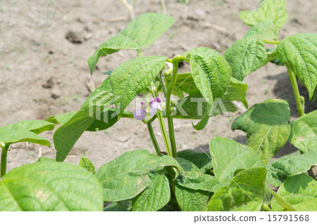 Seedlings of flowering green beans 15791568