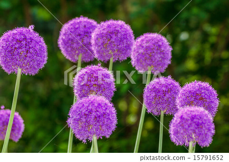 Allium Gigantium Allium Gigantium 15791652
