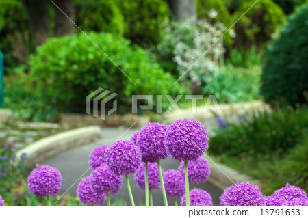 Allium Gigantium 15791653