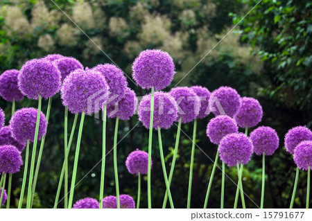 Allium Gigantium 15791677
