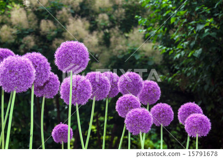 Allium Gigantium 15791678