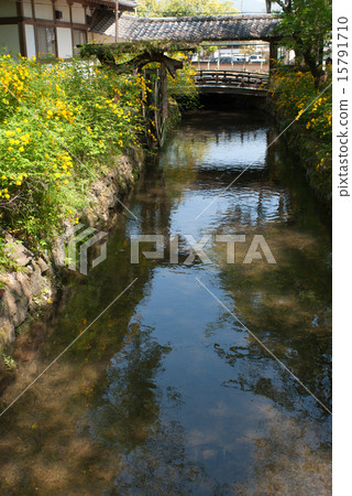 Matsuo Taisha Yamabuki Matsuo Taisha Yamabuki 15791710