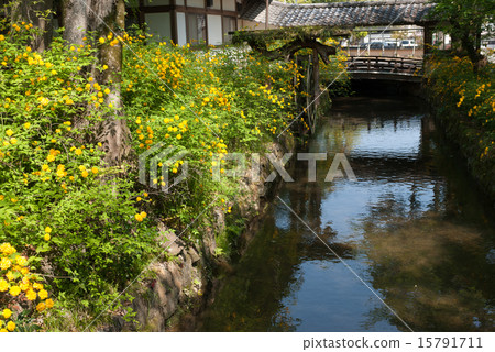 Matsuo Taisha Yamabuki Matsuo Taisha Yamabuki 15791711