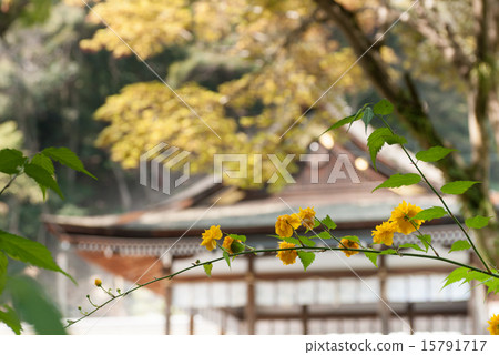 Matsuo Taisha Yamabuki Matsuo Taisha Yamabuki 15791717