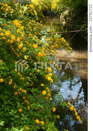 Matsuo Taisha Yamabuki Matsuo Taisha Yamabuki 15791722