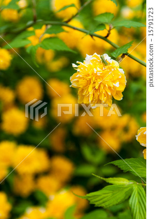 Matsuo Taisha Yamabuki Matsuo Taisha Yamabuki 15791723