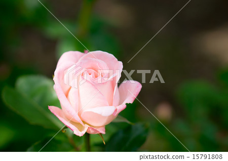 Roses (Highness Ya) Roses (Highness Ya) 15791808