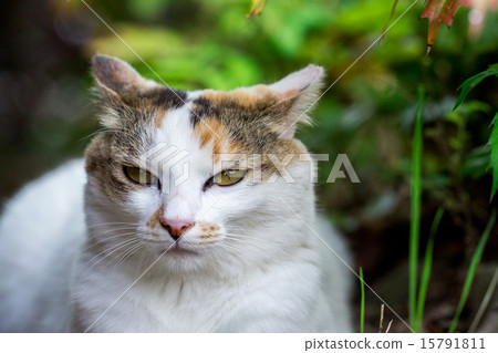 Kuritsu nodder cat Kuritsu nodder cat 15791811