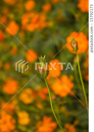 Orange Cosmos flowers, Sulfur Cosmos 15792173