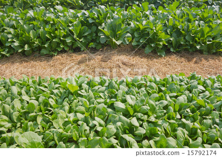 Chinese kale vegetable growing in garden 15792174