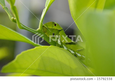 產生swallowtail swallowtail的雞蛋的寄生蜂 產生swallowtail swallowtail的雞蛋的寄生蜂 15792338