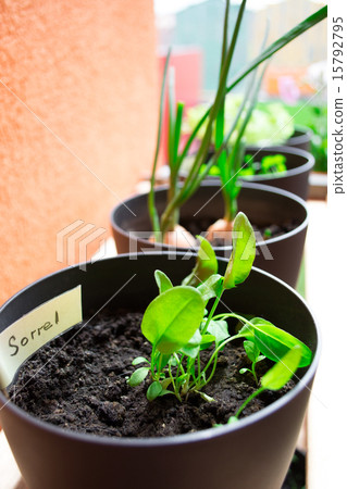 Plant pots with sorrel and herbs 15792795