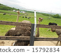 Ostrich and cattle 15792834