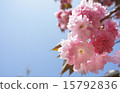 Yaezakura and blue sky 15792836