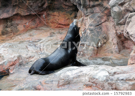 Sea lion 15792983