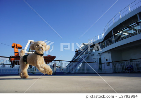 Toy poodle and ferry dog run 15792984