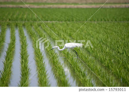 Shirasagi of the paddy field of May (Daisagi) 3 Shirasagi of the paddy field of May (Daisagi) 3 15793011