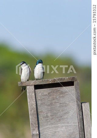 加拿大,安大略省,Midori Swallow郊區的多倫多 加拿大,安大略省,Midori Swallow郊區的多倫多 15793312
