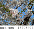  Cherry blossoms and blue sky 15793494