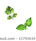 Set of realistic watercolor illustration herbs 15793639