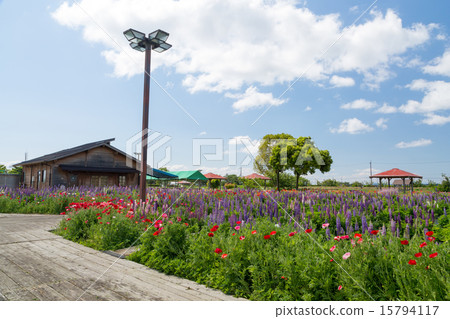 Shin Asahi Windmill Village Lupine Festival 15794117