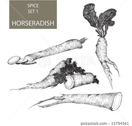 Horseradish 15794561