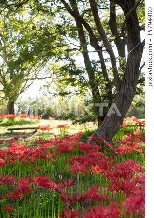 Keihin Gardens的群集孤挺花 15794980