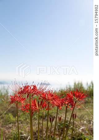 Keihin Gardens的群集孤挺花 15794982