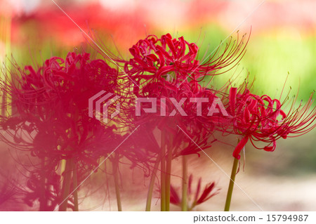 群集孤挺花 15794987