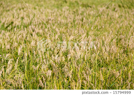 Rice cultivation 15794999
