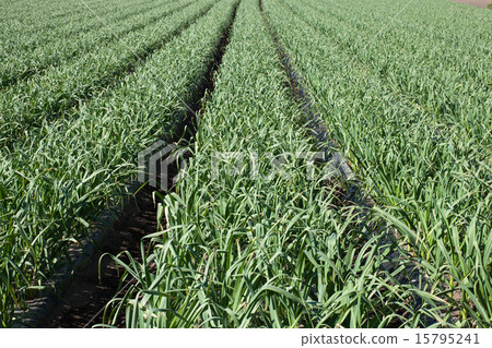 大蒜田 大蒜田 15795241