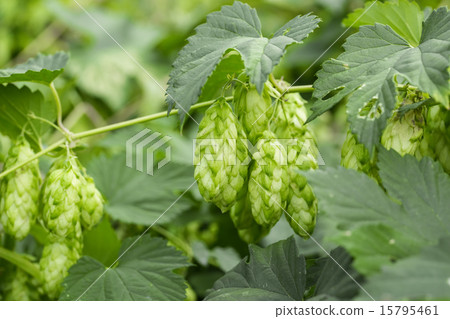 Green hops 15795461