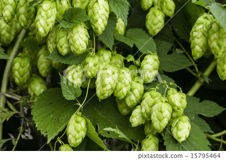 Green hops 15795464