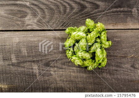 Fresh green hops on a wooden table Fresh green hops on a wooden table 15795476