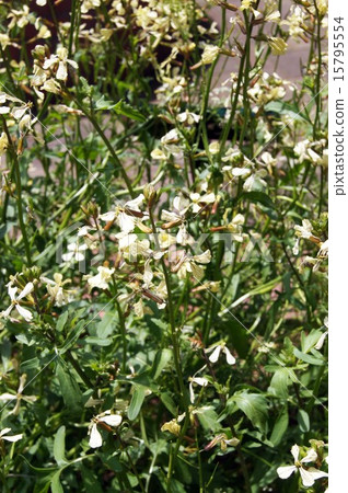 Herb rocket flowers Herb rocket flowers 15795554