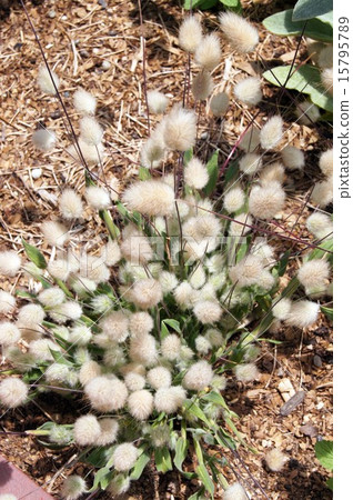 拉玻璃 拉玻璃 15795789