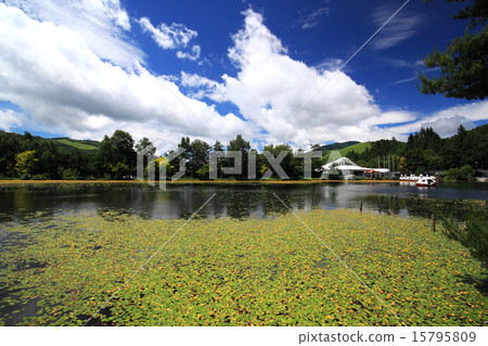 Shirakabako Furu Furu湖岸的一群Asaza 15795809