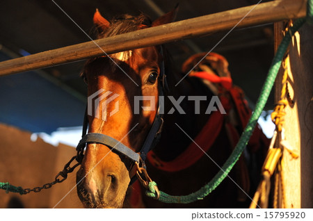 Horse Horse 15795920