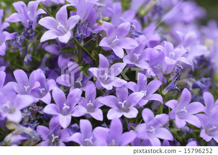 Rock bellflower 15796252