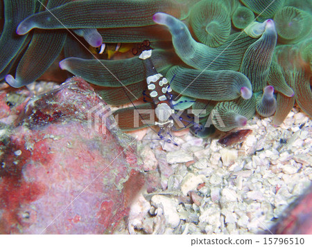 Sea anemone fish shrimp 15796510