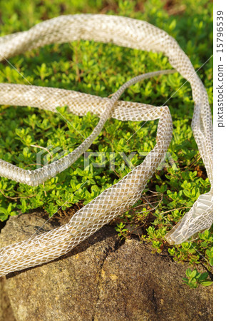 蛇出口殼 15796539