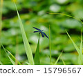 蝴蝶蜻蜓 15796567