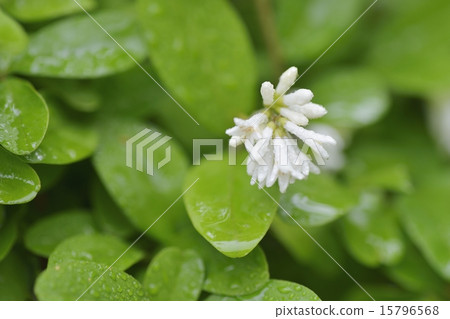 Ibotanoki Ibotanoki 15796568