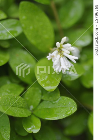 Ibotanoki Ibotanoki 15796569