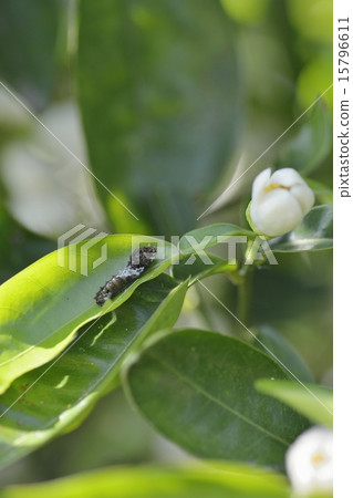 燕尾幼蟲 15796611